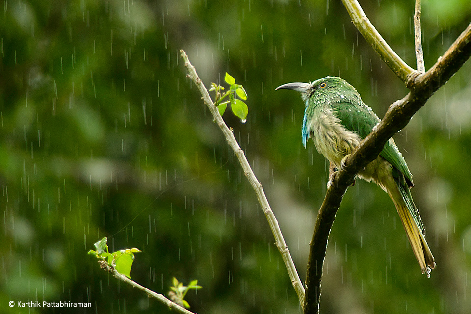 05 blue-bearded bee eater