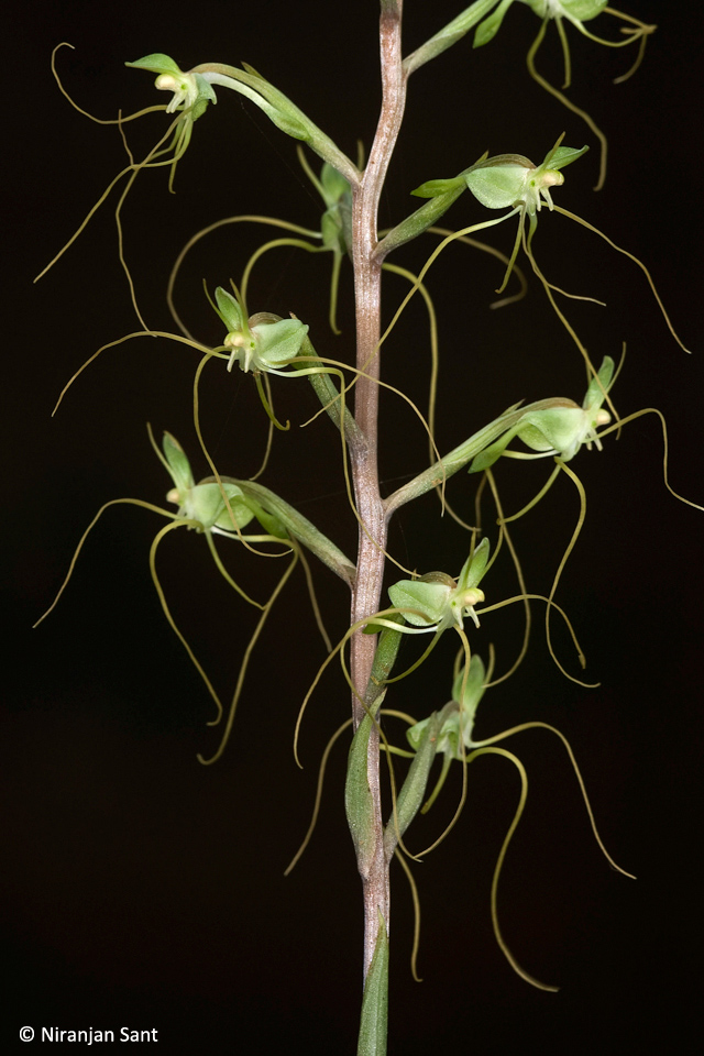 05-habenaria multicaudata