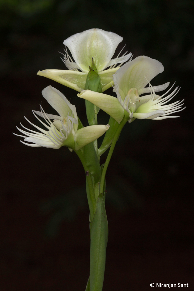 06-pectellis gigantea