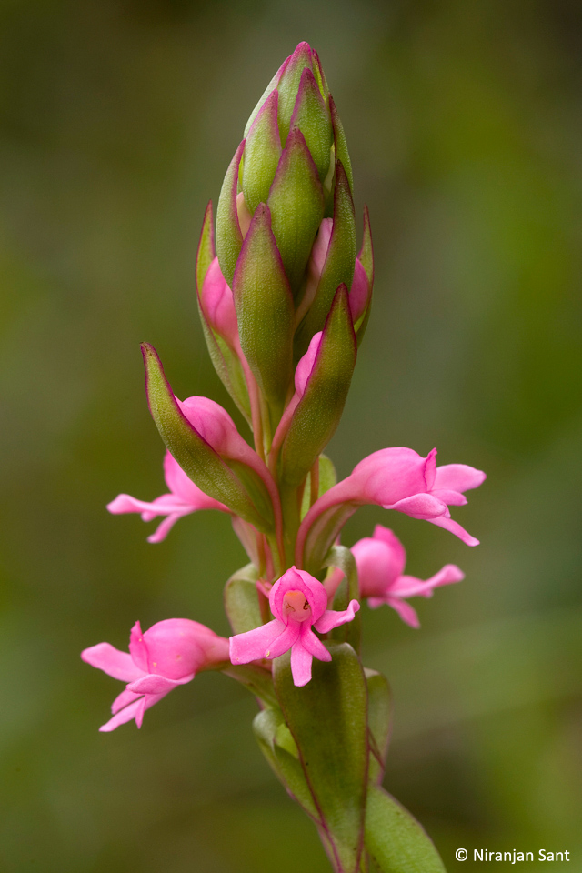 07-satyrum nepalense