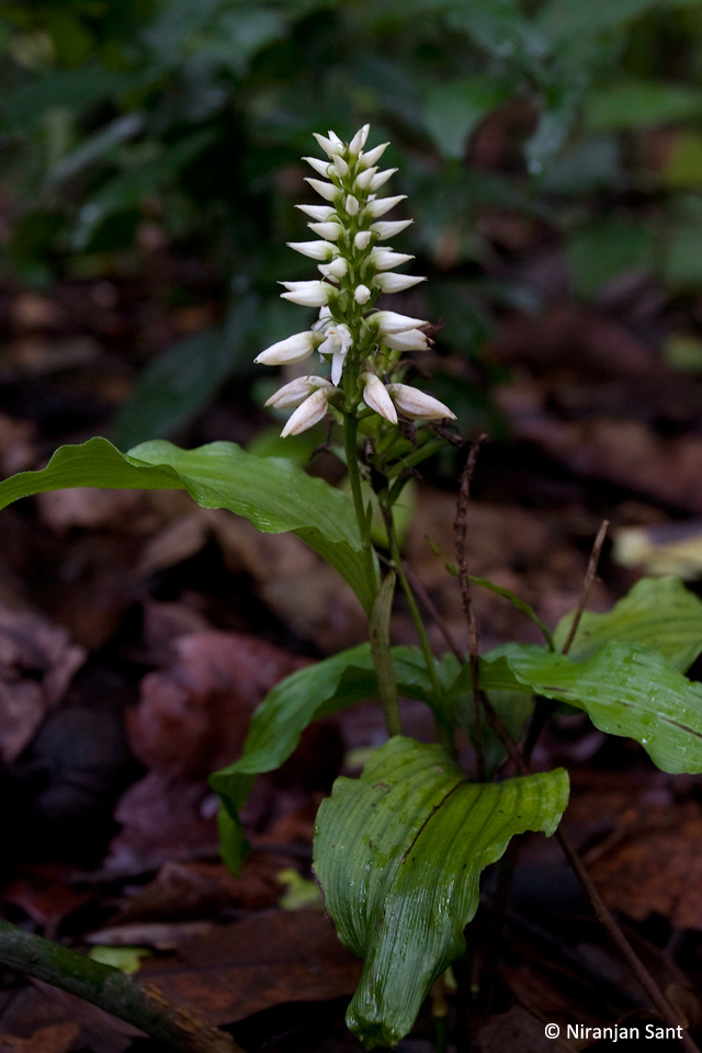 08-tropidia angulosa