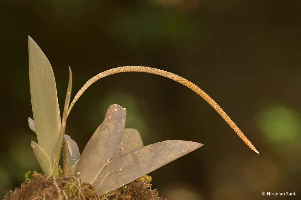 09-oberonia brunoniana