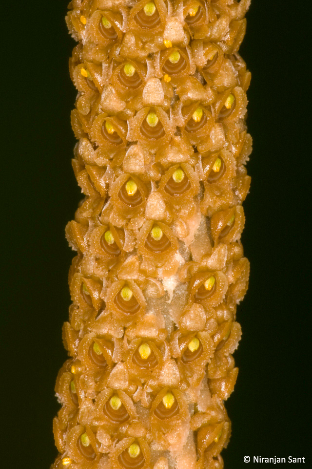 10-oberonia brunoniana