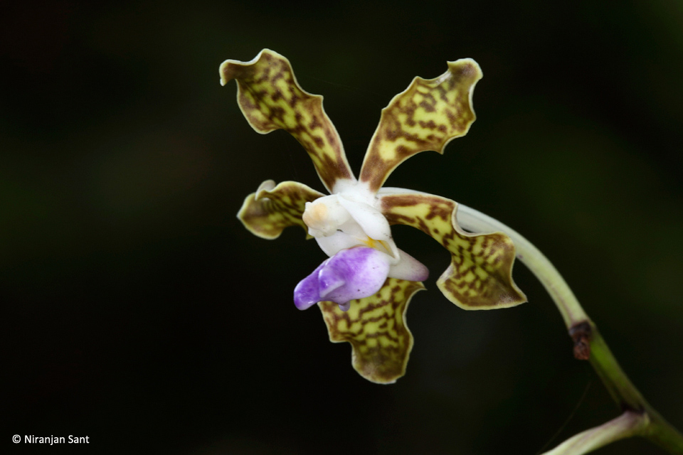 12-vanda tessellata