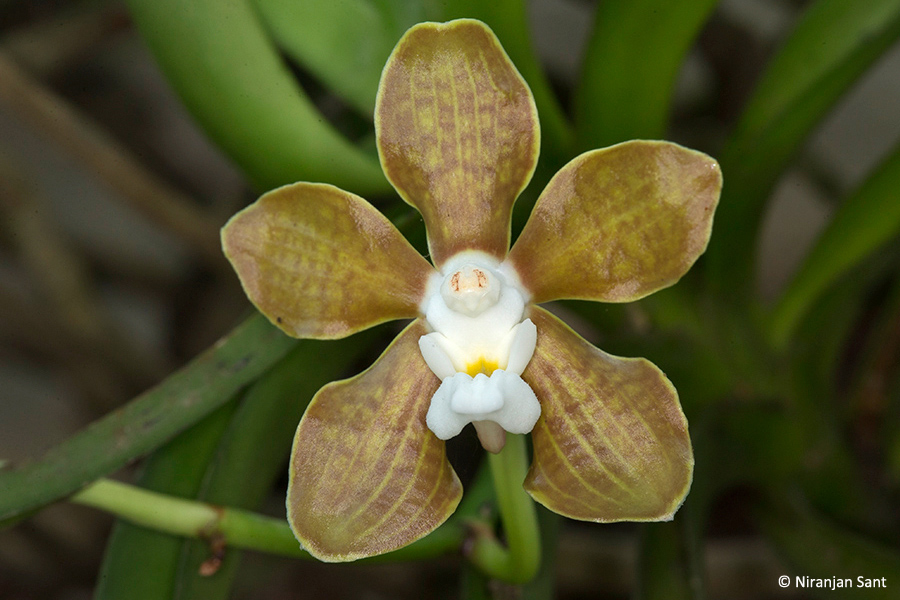 17-vanda whytii