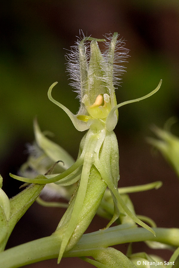 18-habenaria elwisii