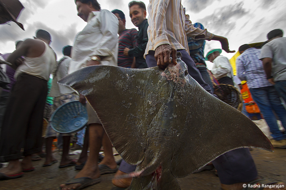 RadhaRangarajan_MG_1855_Afterlife