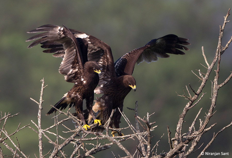 01- two greater spotted eagles