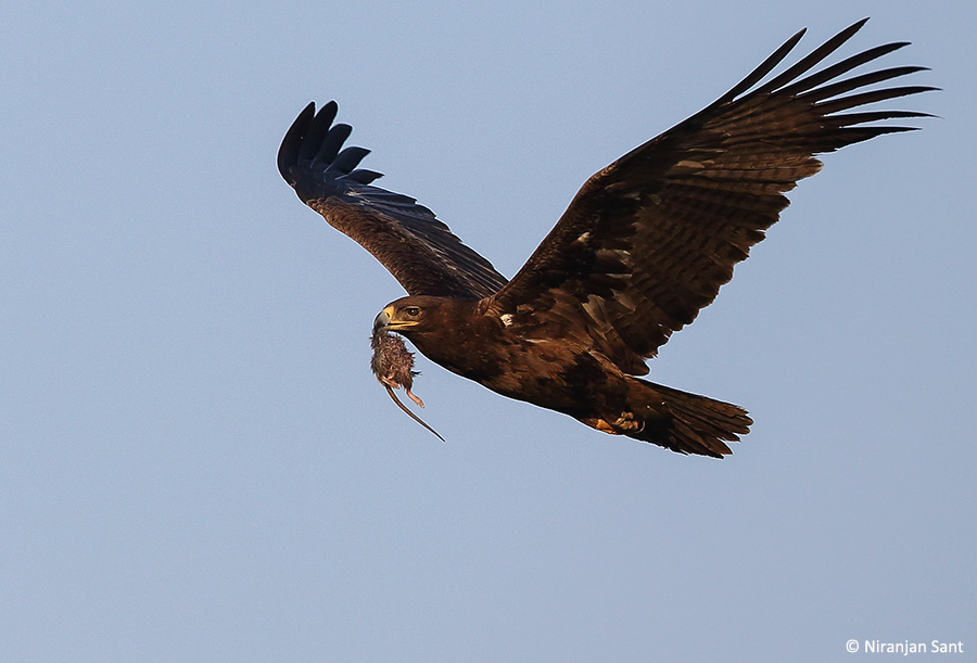 04-tawny eagle with rat