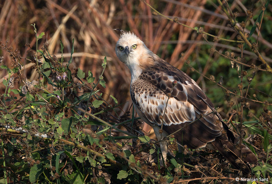 07-creasted hawk eagle juvenile