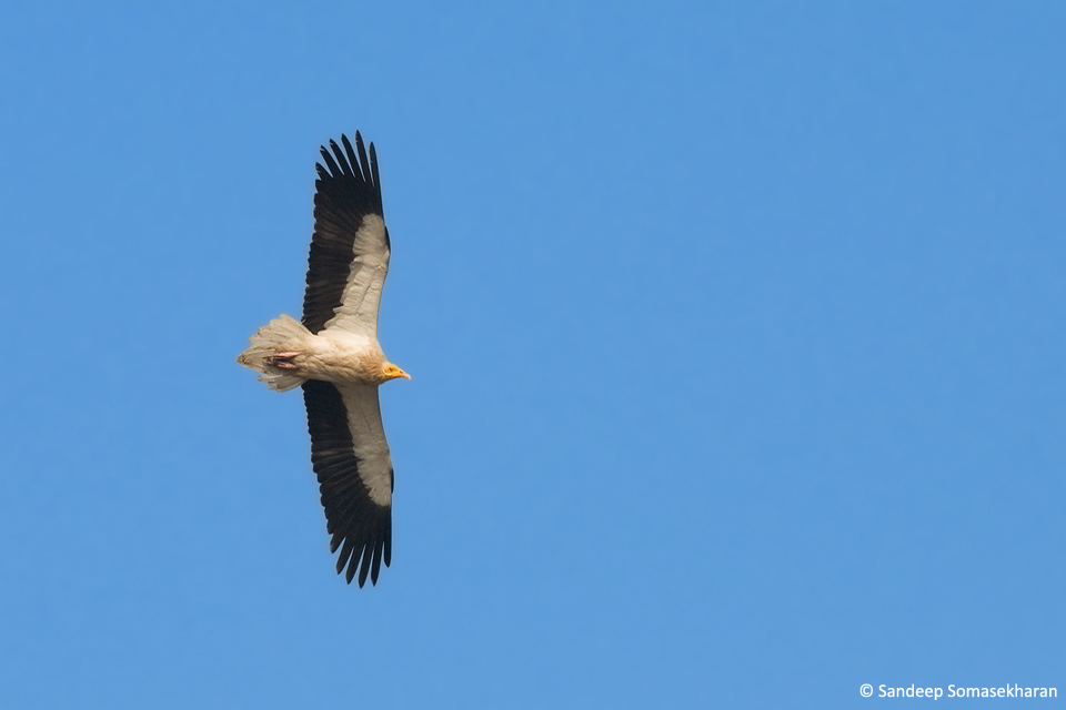 1.EgyptianVulture