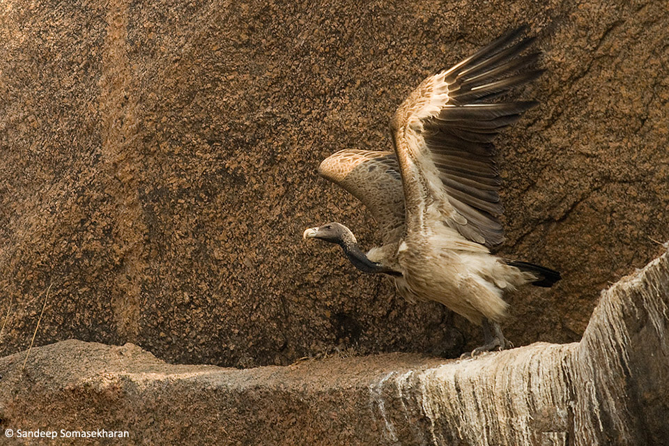 1.IndianVulture