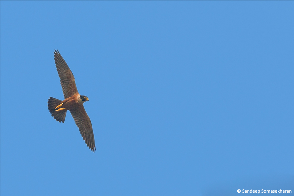 1.Peregrine