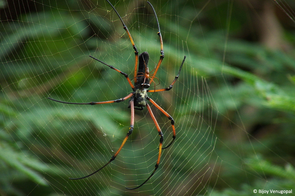 1.Spider