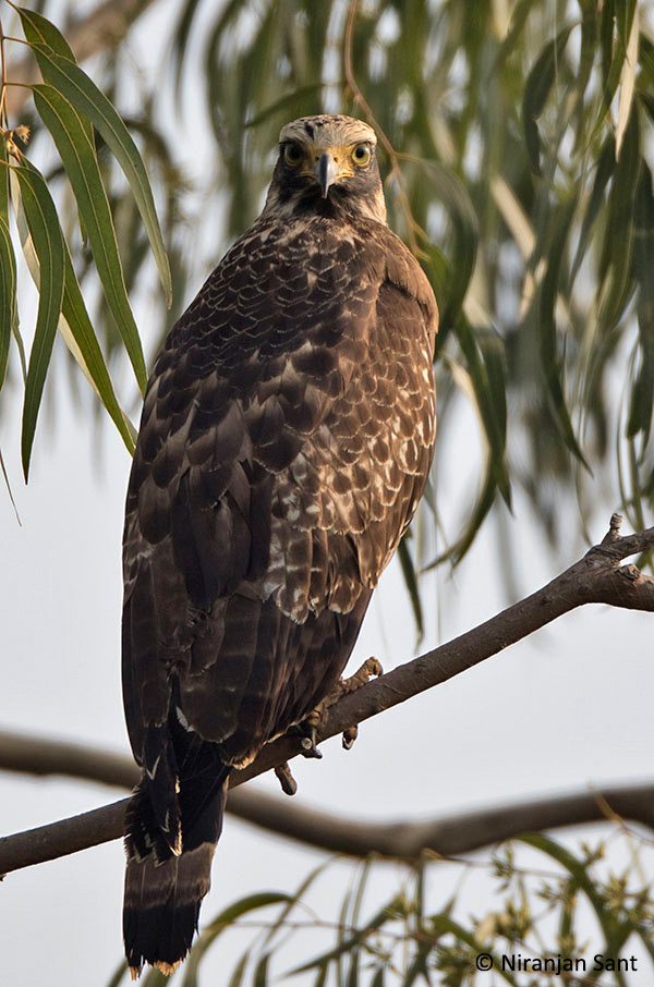 11-crested serpant eagle juv