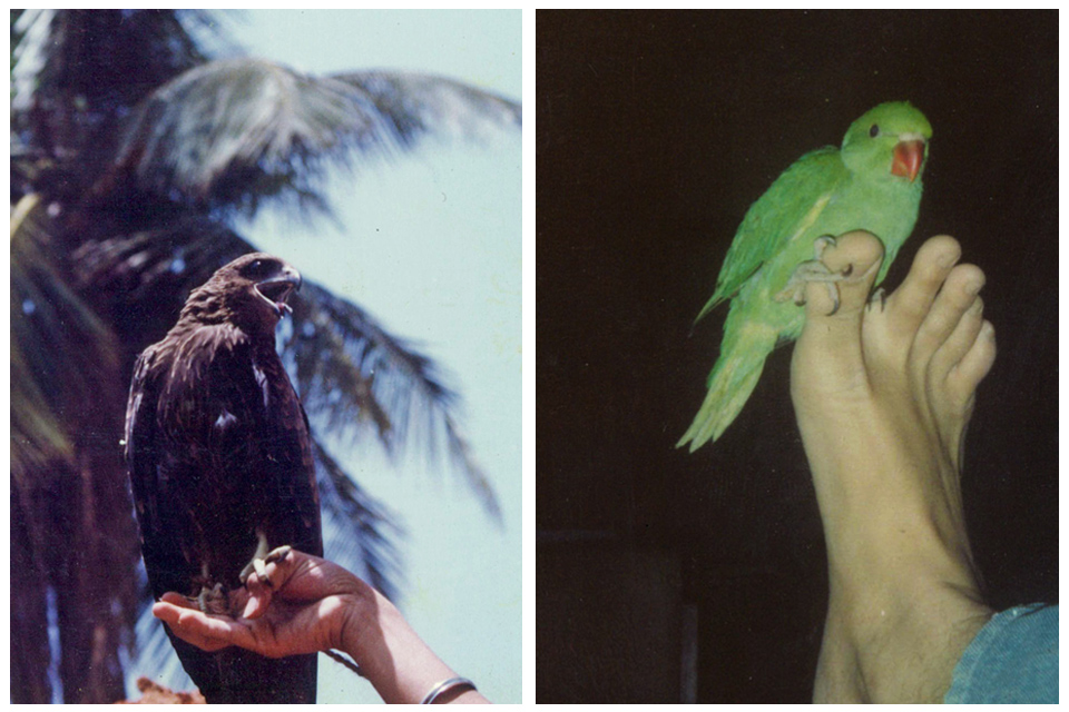 5_Sandesh_BlackKite_parakeet