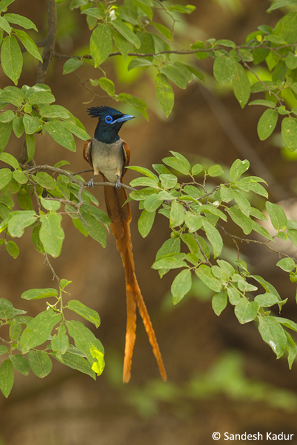 ParadiseFlycatcher_0566