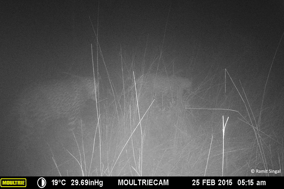 MOULTRIE DIGITAL GAME CAMERA