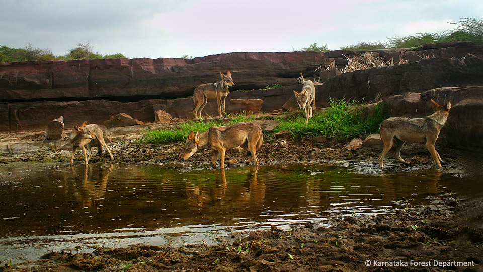 Bagalkot wolves-edited