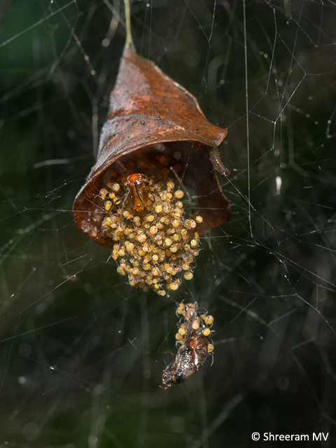 The nest of the Comb-footed Spider (Family Theriidae), with spiderlings.