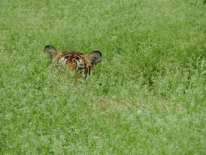 IMG-20160803-WA0013