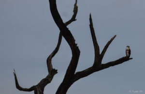 dsc_-8674