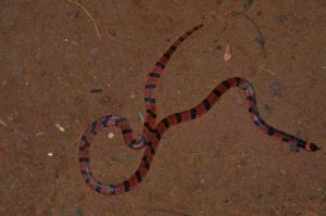 Coral Snake